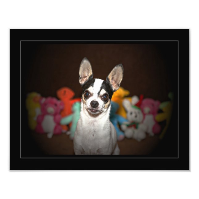 Foto Retrato de um chihuahua (Frente)