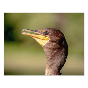 Foto Retrato de um Cormorant