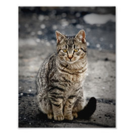 Foto Retrato de um gato