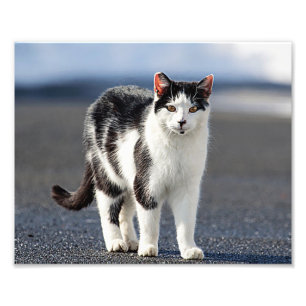 Foto Retrato de um gato