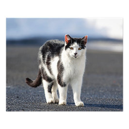 Foto Retrato de um gato