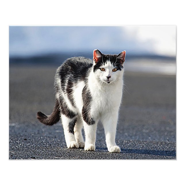 Foto Retrato de um gato (Frente)