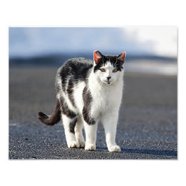 Foto Retrato de um gato