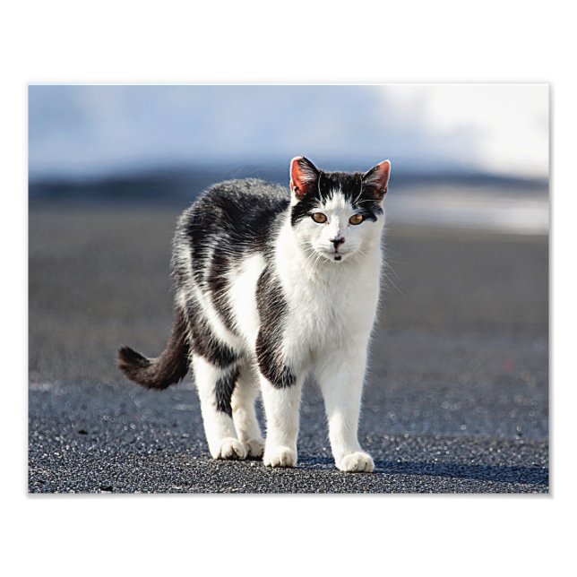 Foto Retrato de um gato (Frente)