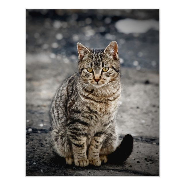 Foto Retrato de um gato (Frente)