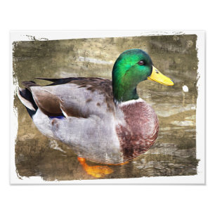 Foto Retrato de um pato-real macho