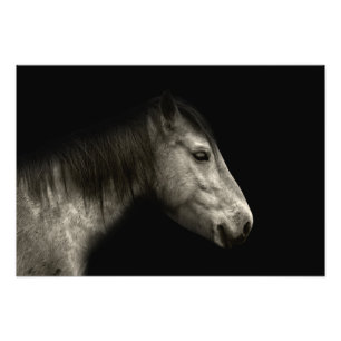 Foto Retrato do cavalo