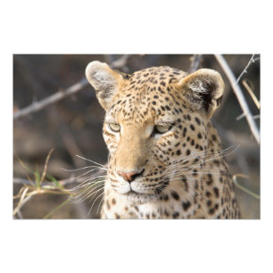 Foto Retrato leopardo