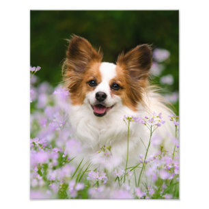 Foto Retrato romântico bonito do cão de Papillon -