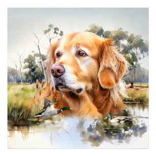 Foto Retriever de ouro