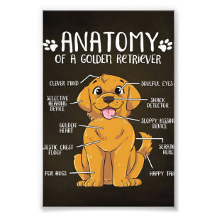 Foto Retriever Ouro de Anatomia   Ouro Retriever Lover 