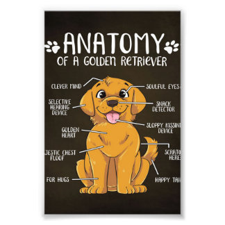 Foto Retriever Ouro de Anatomia | Ouro Retriever Lover