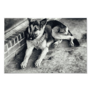 Foto Retro de Cão de Trabalho da Raça do German sheph