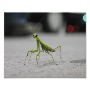 Foto Rezando Mantis