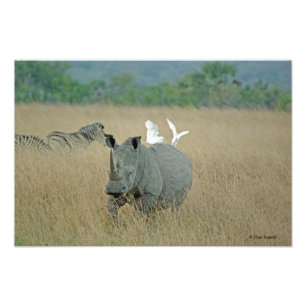 Foto Rhino Branco