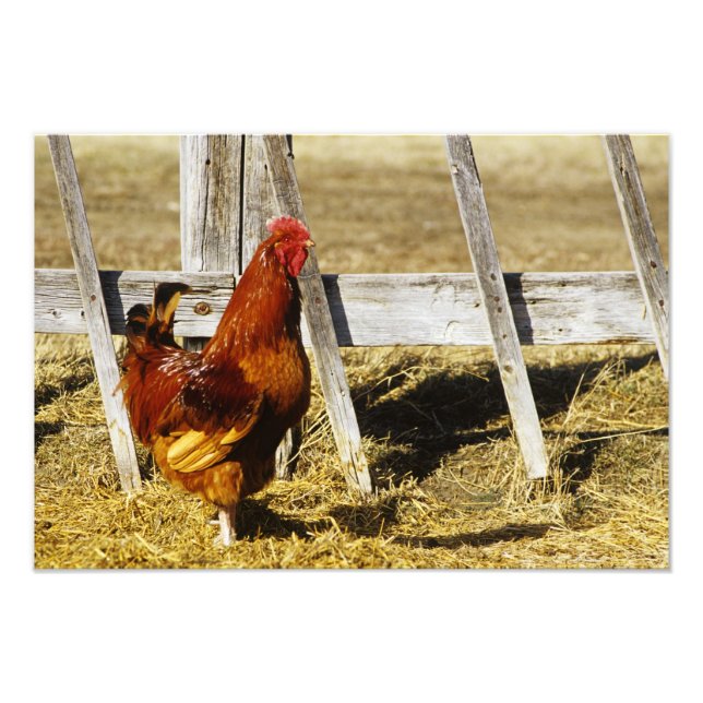 Foto Rhode Island Red Rooster (Frente)