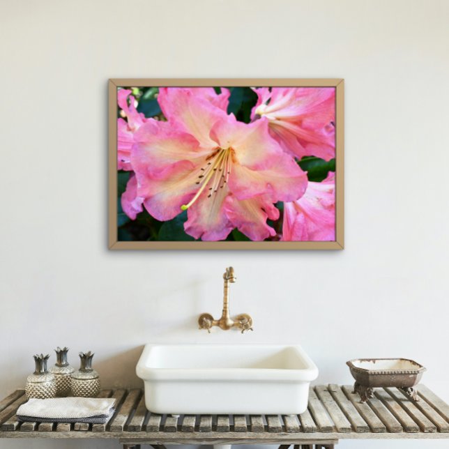 Foto Rhododendron Bloom Grande Rosa (In Situ Framed)