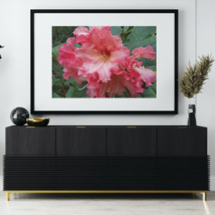 Foto Rhododendron Bloom Rosa Floral