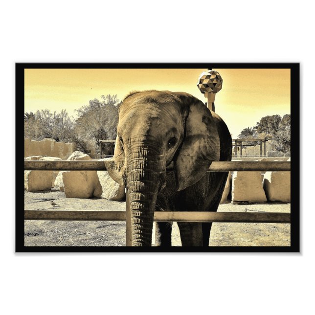 Foto Riyadh Zoo Elephant (Frente)