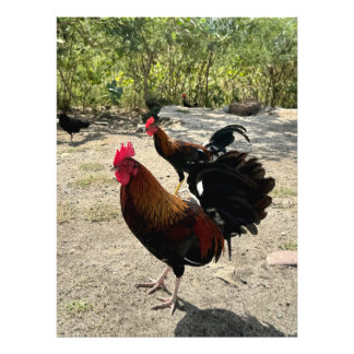 Foto Roadside Roosters em Philipsburg, Rua Maarten