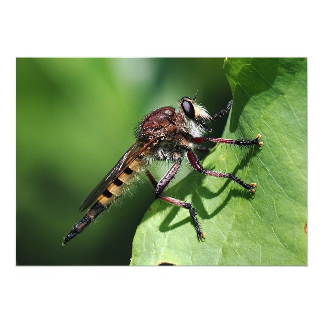 Foto Robber Fly (Frente)