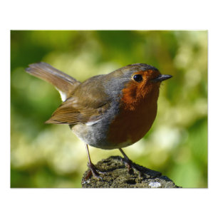 Foto Robin