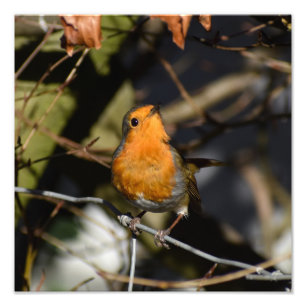 Foto Robin
