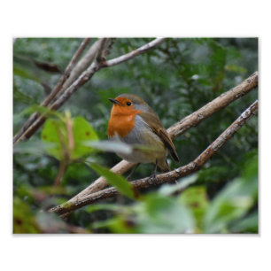 Foto Robin
