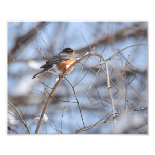 Foto Robin Americano Bonito Senta-se no Ramal de Snowy