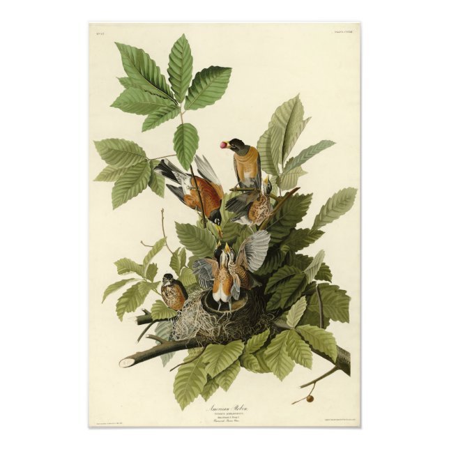 Foto Robin Americano das Aves da América de Audubon (Frente)