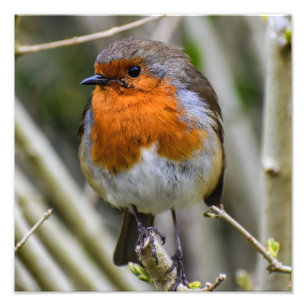 Foto Robin Europeu 