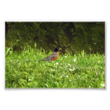 Robin na Grama