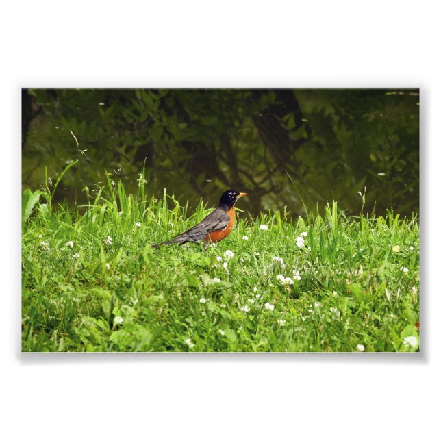 Foto Robin na Grama (Frente)