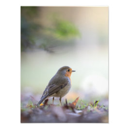 Foto Robin Nature Photo