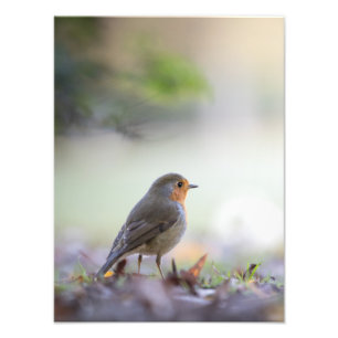 Foto Robin Nature Photo