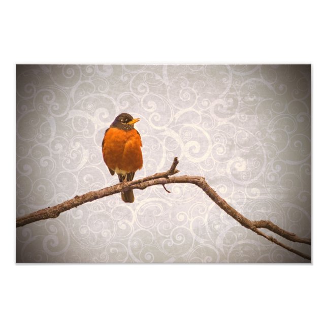 Foto Robin Photo com o Design do Damask Swirl (Frente)