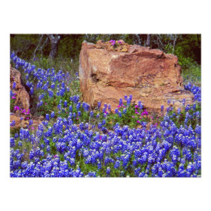 Foto Rocha #2 do Bluebonnet