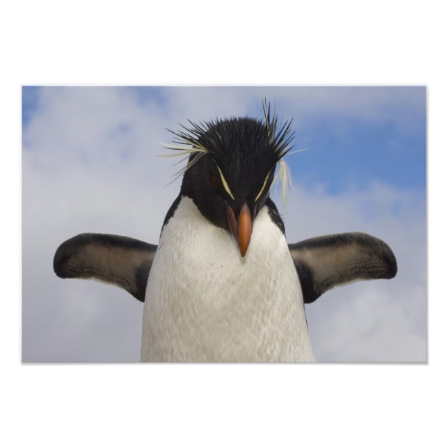 Foto Rockhopper Penguin Eudyptes chrysocome (Frente)