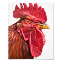 Rooster Face