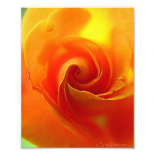Foto Rosa Amarela