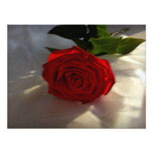Foto rosa ao anoitecer
