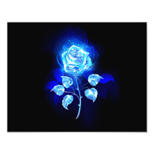 Foto Rosa Azul Ardente