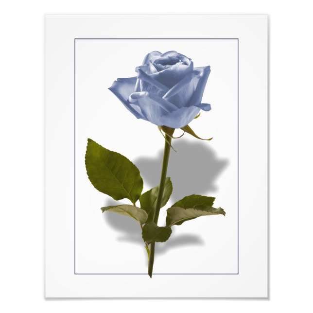 Foto Rosa azul de encantamento (Frente)