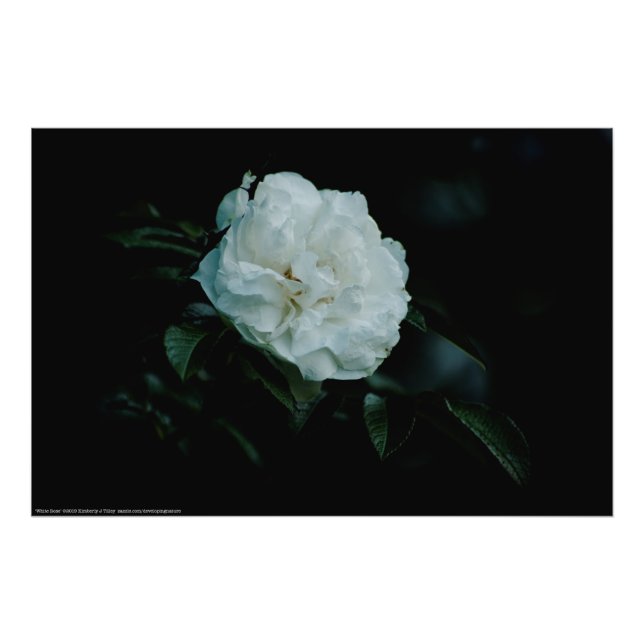 Foto Rosa branca (Frente)