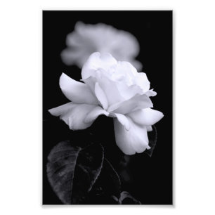 Foto Rosa branca