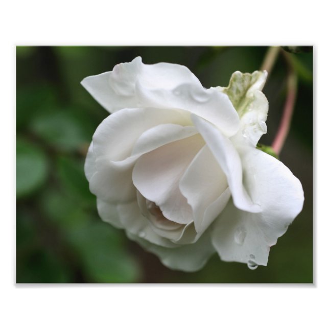Foto Rosa Branca Com Colírio Floral 8x10 (Frente)