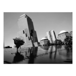 Foto Rosa branca da memória