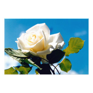 Foto Rosa branca sob o céu azul