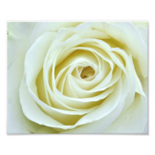 Foto Rosa branco