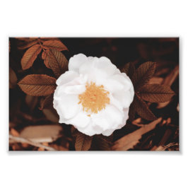 Foto Rosa Branco Selvagem Em Folhas De Outono Toneladas